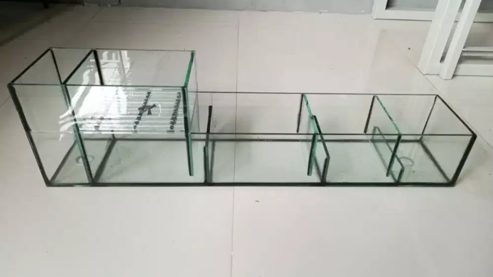 #fileraquarium#ikanhias#asecorisaquarium