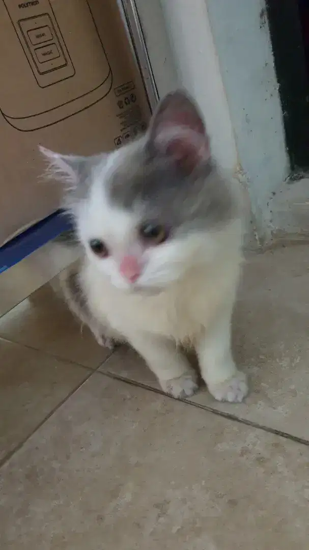 Kitten persia Blue white