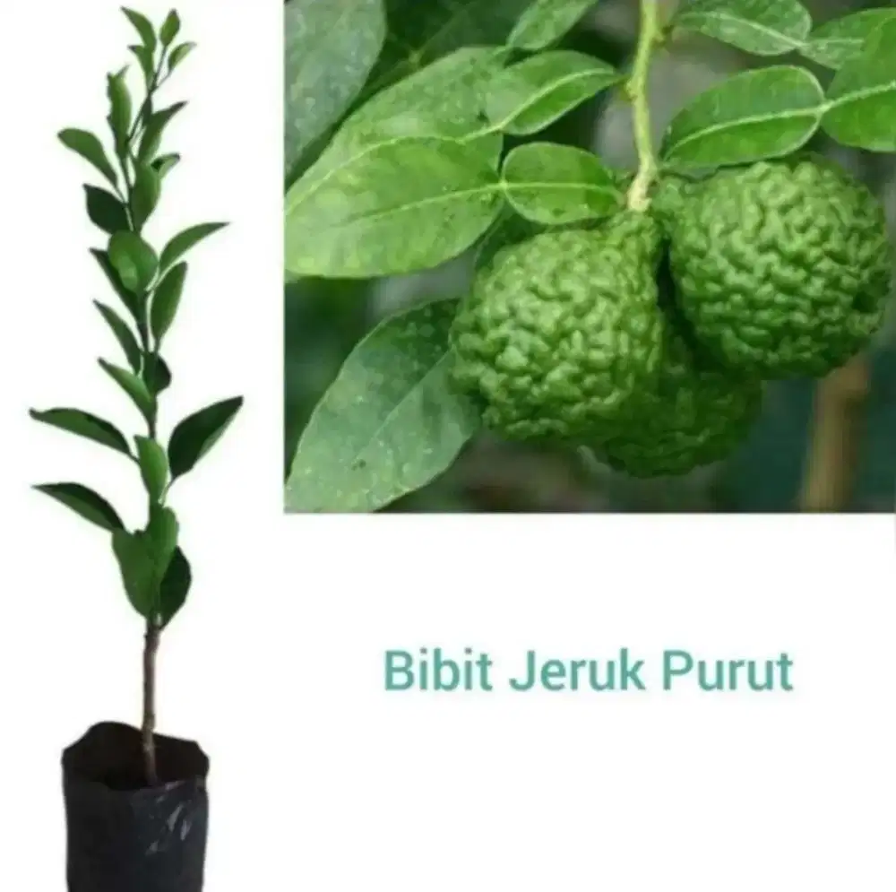 Bibit Jeruk purut siap tanam