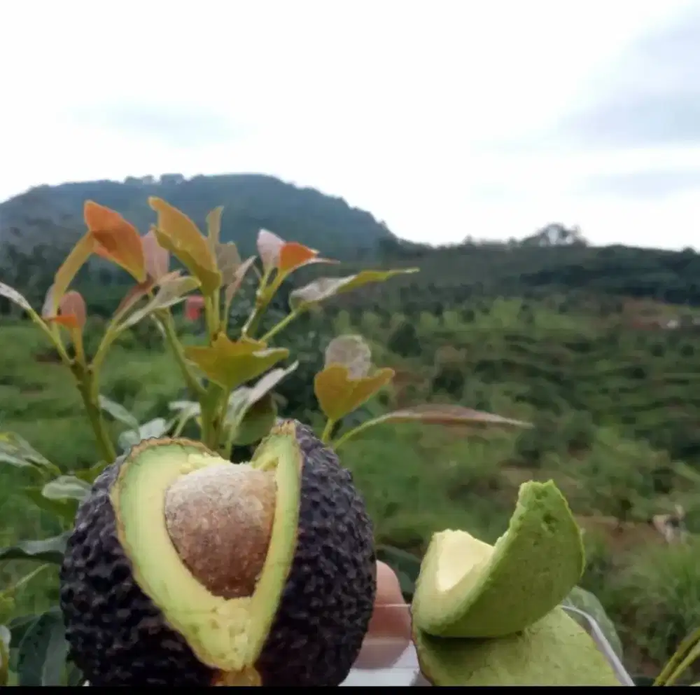 Bibit Buah Alpukat Hass