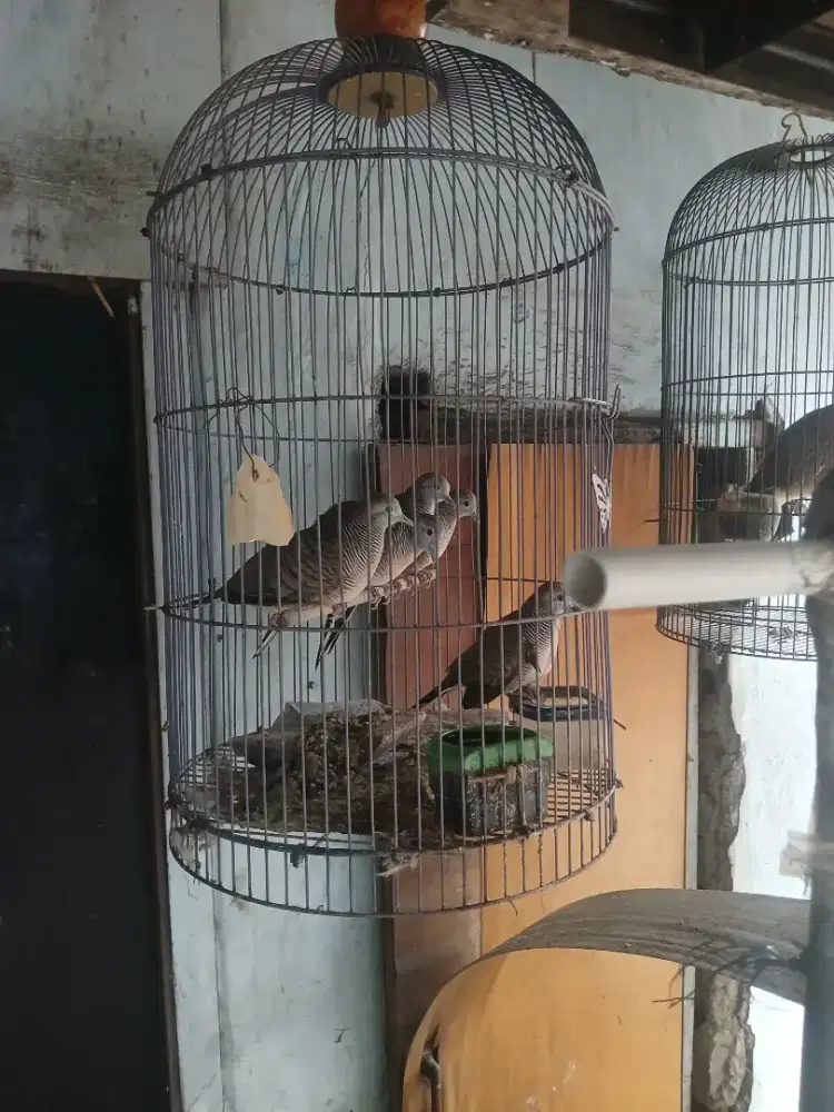 Jual burung perkutut lokal ud bunyi