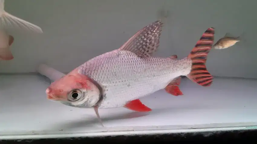 ikan RFF jumbo size 16-17cm