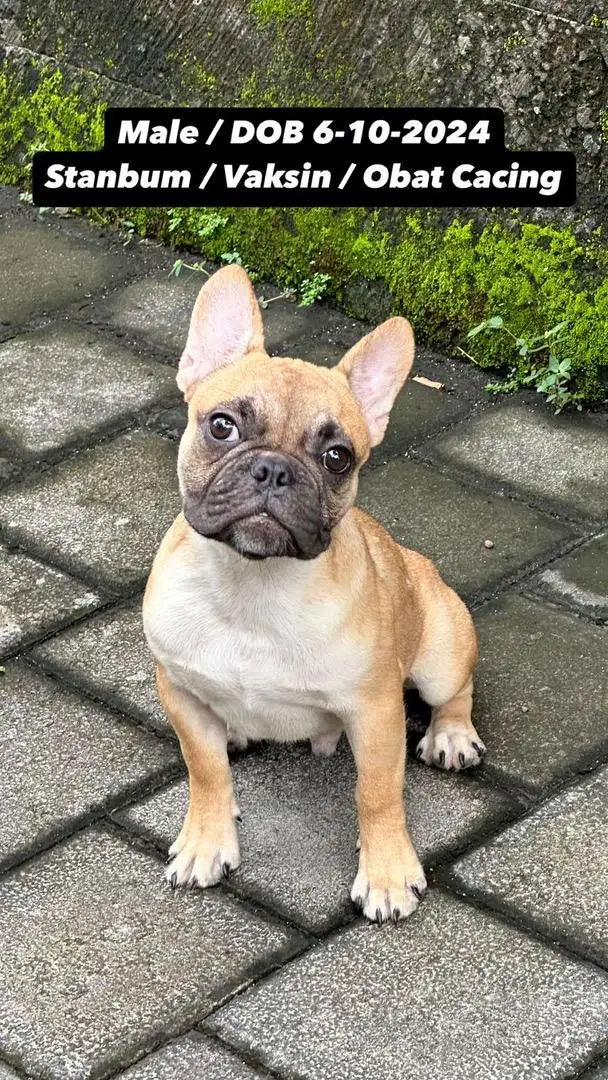 PUPPY FRENCHIE / FRENCH BULLDOG STAMBUM