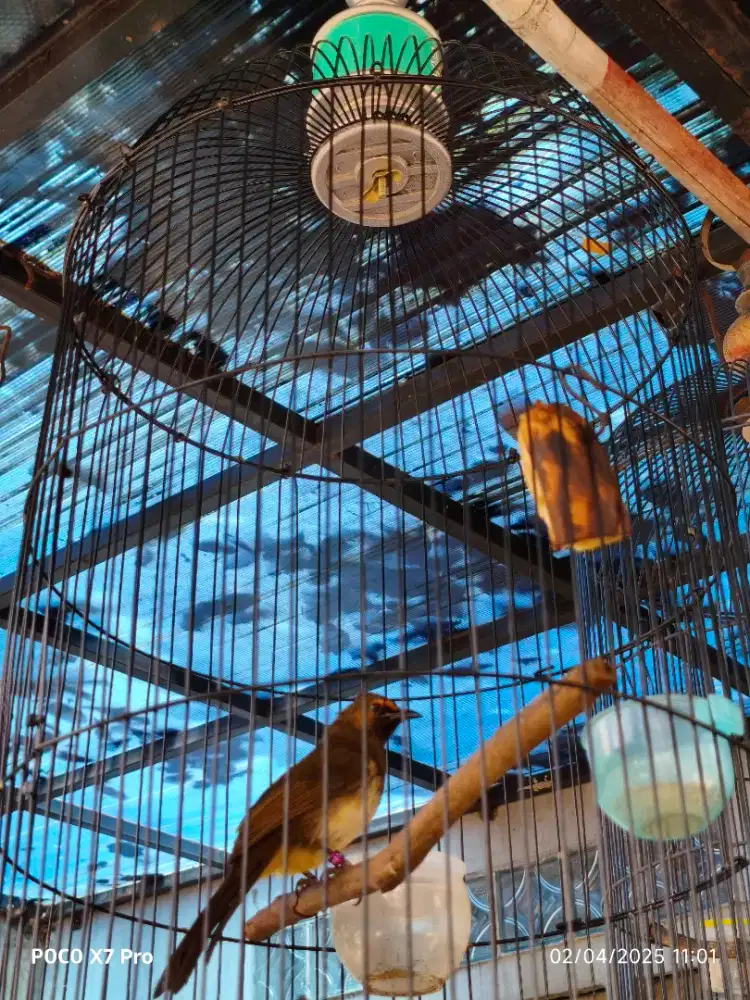 Jual Burung Cucak Wilis Rengganis Gacor Dor