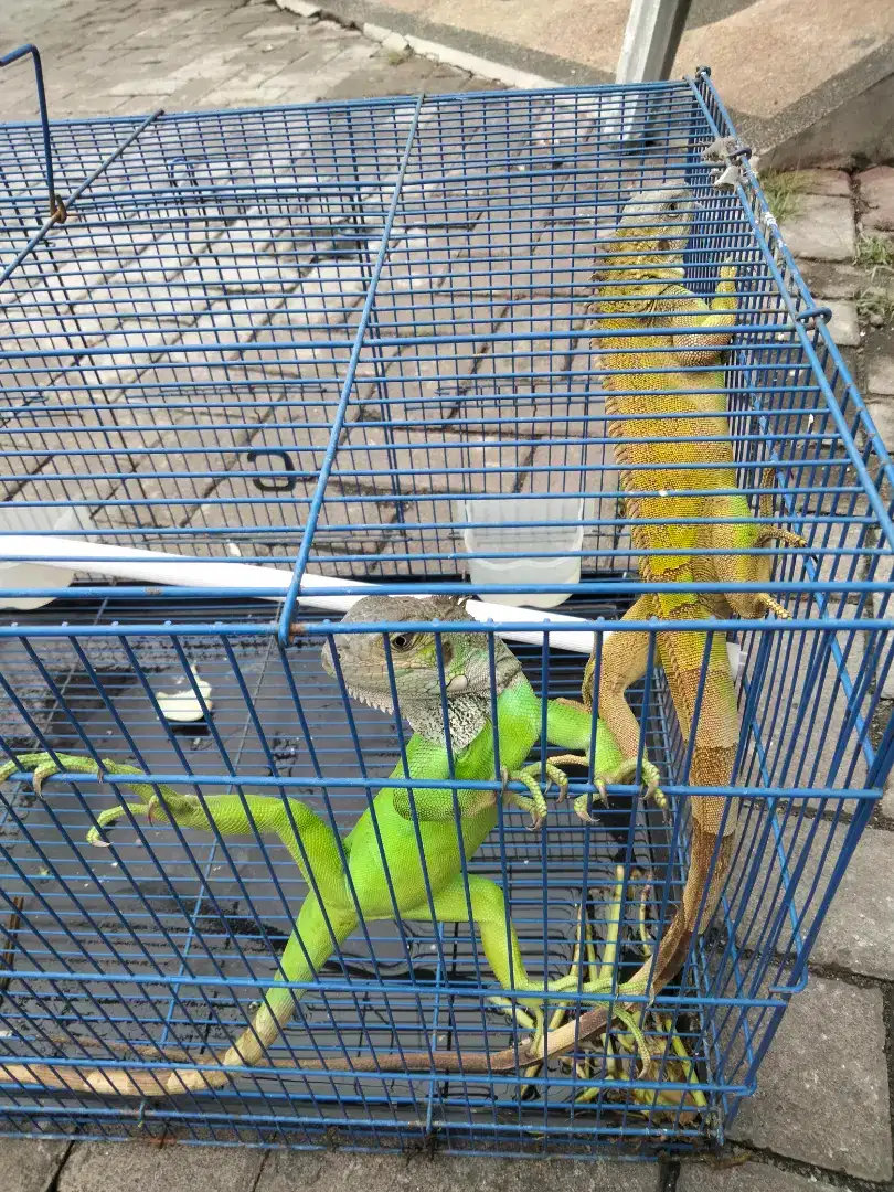 Di jual Iguana sepasang
