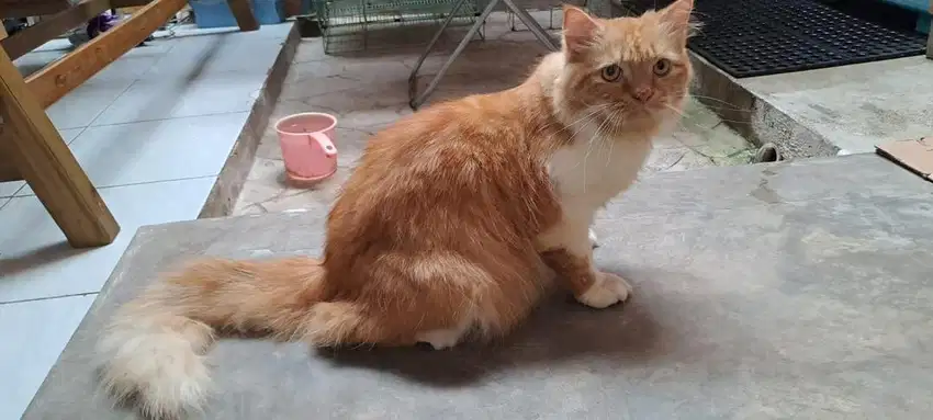Lepas adopsi persia medium 1 tahun