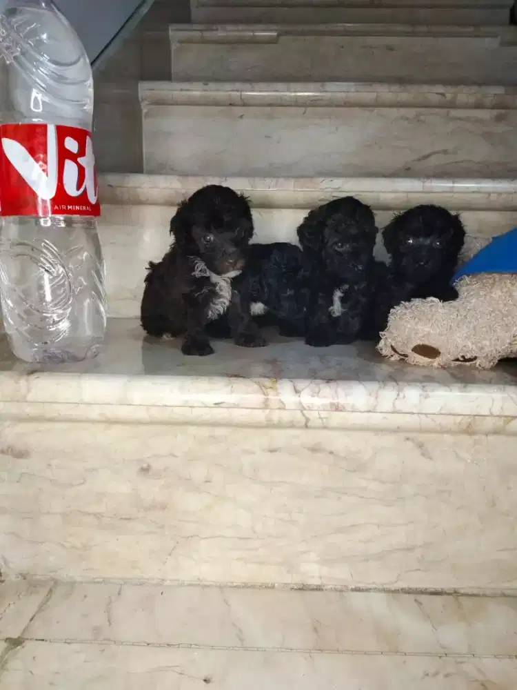 Jual Tiny Toy Poodle