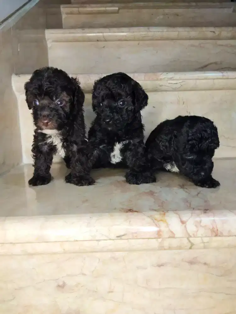 Jual Tiny Toy Poodle