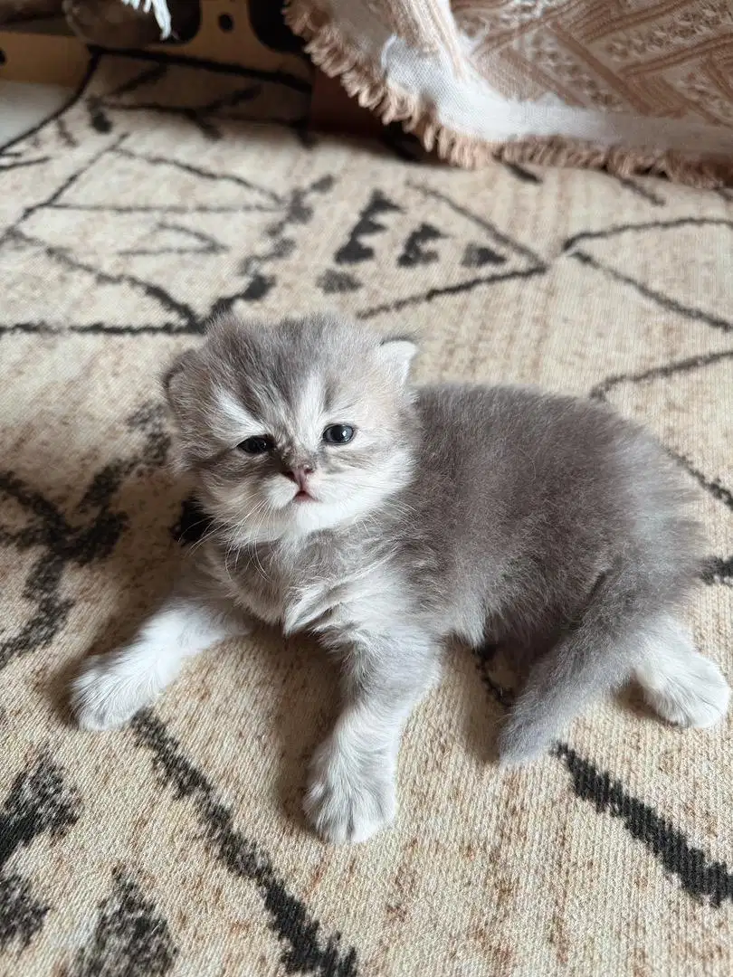 Kucing Kitten Scottish Fold Import Pure Breed