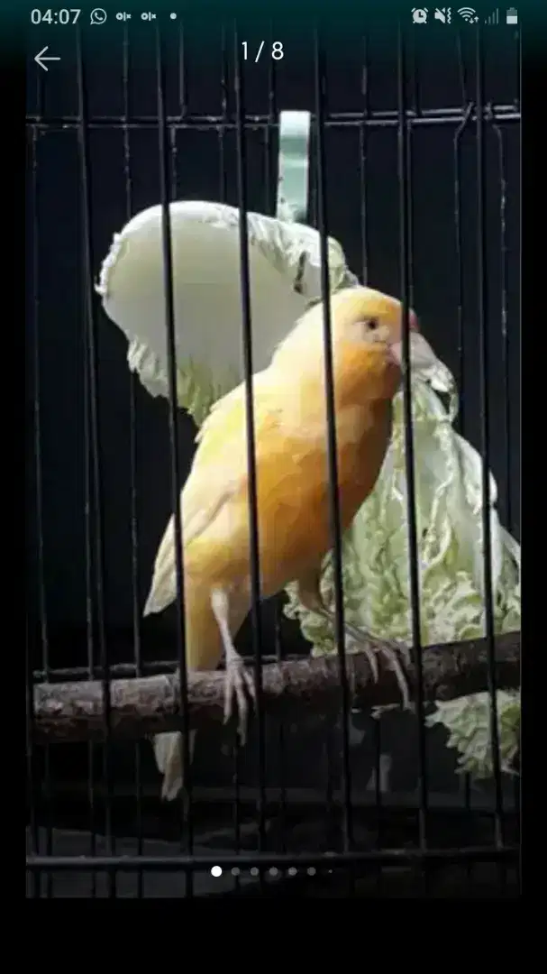 Kenari loper Kuning Sunkist Murah Fulleet..