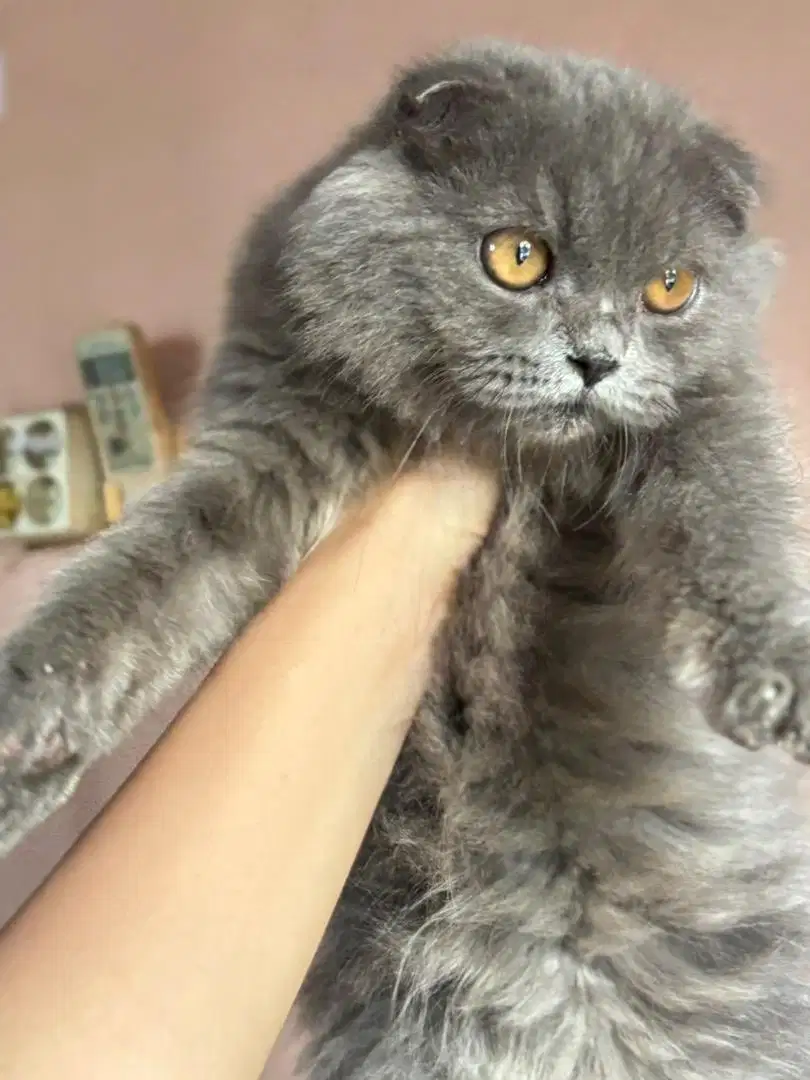 Bsh Scottish Fold kitten jdhin british  ash gaelic fortune cat