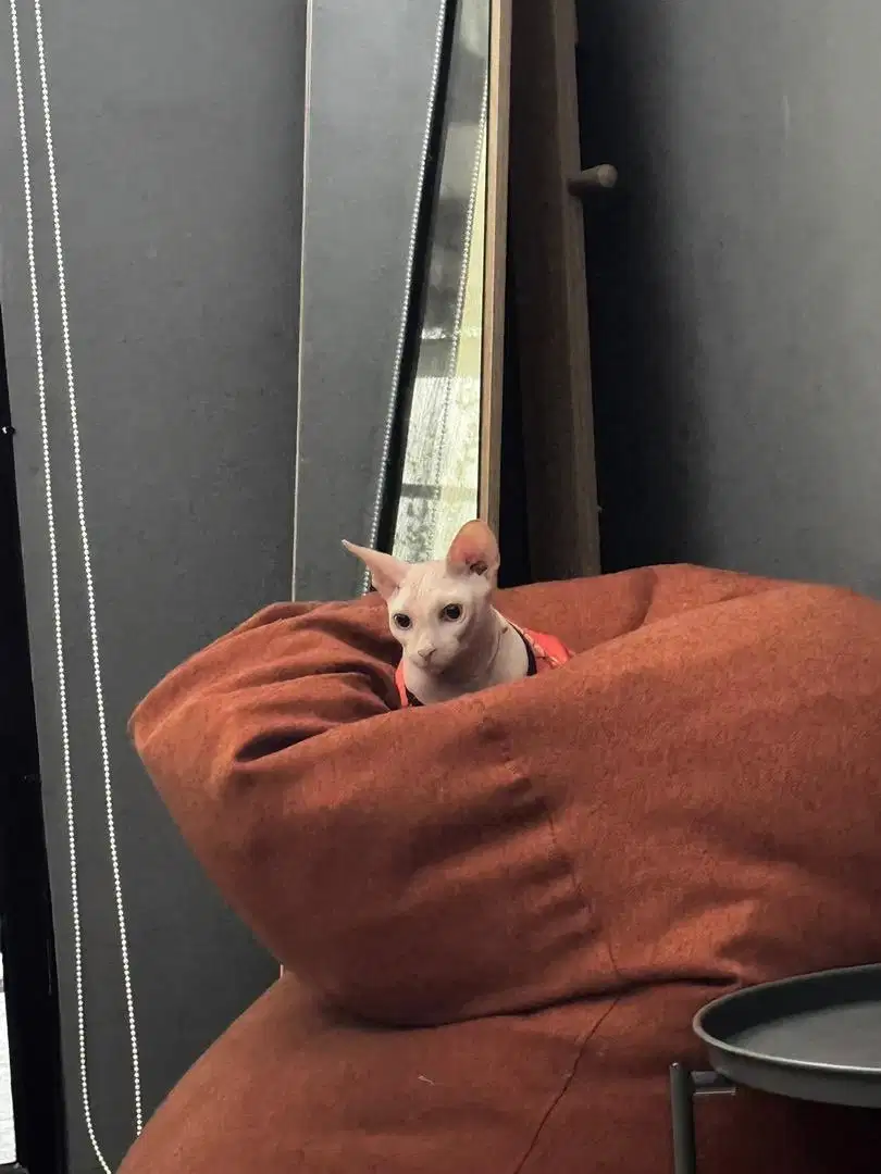 Sphynx 11 bulan Jantan