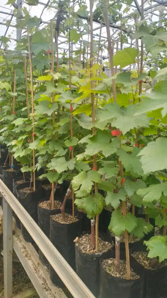 Anggur manis berkualitas