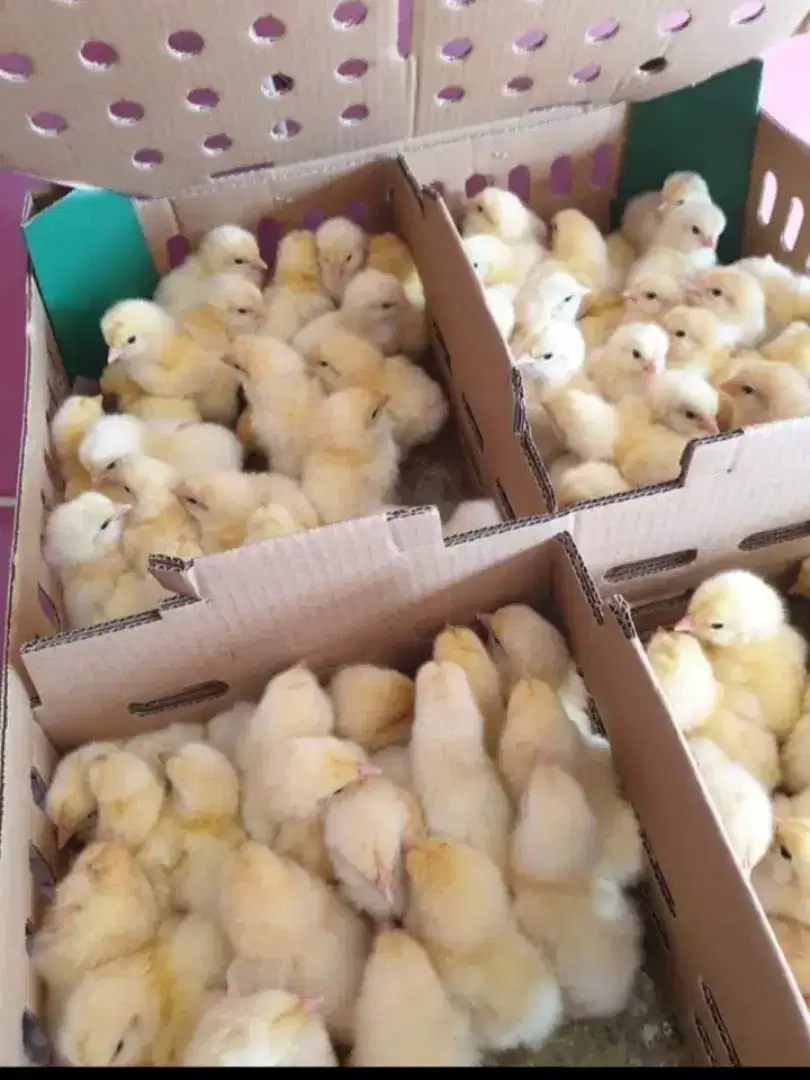 DOC ANAK AYAM BROILER SUPER PEDAGING
