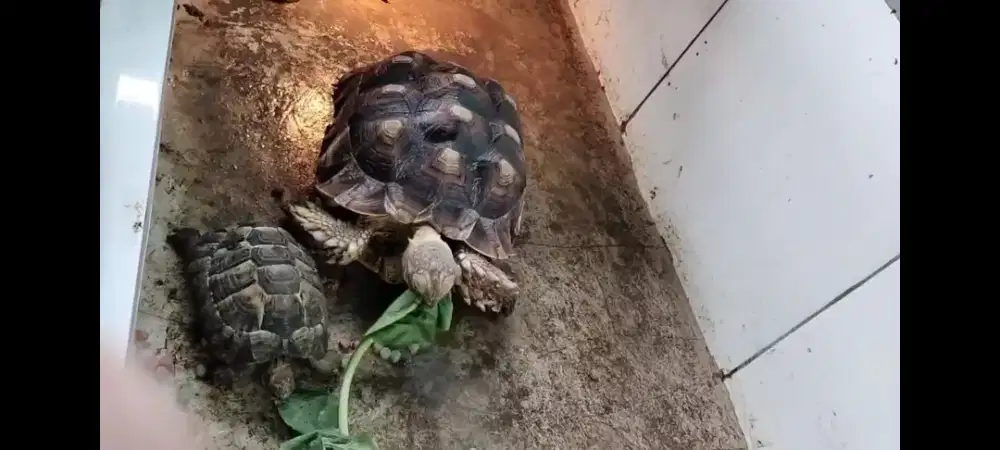 Kura - kura Sulcata jantan