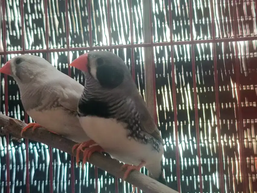 Zebra Finch Jantan