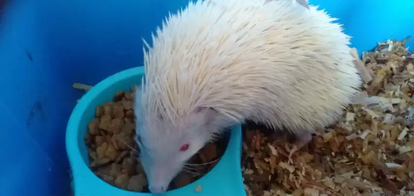 Landak mini albino
