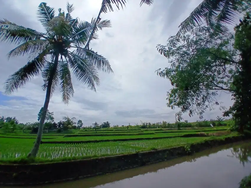 RICE FIELD AND RIVER VIEW LAND FOR LEASE IN SINGAPADU TENGAH - UBUD
