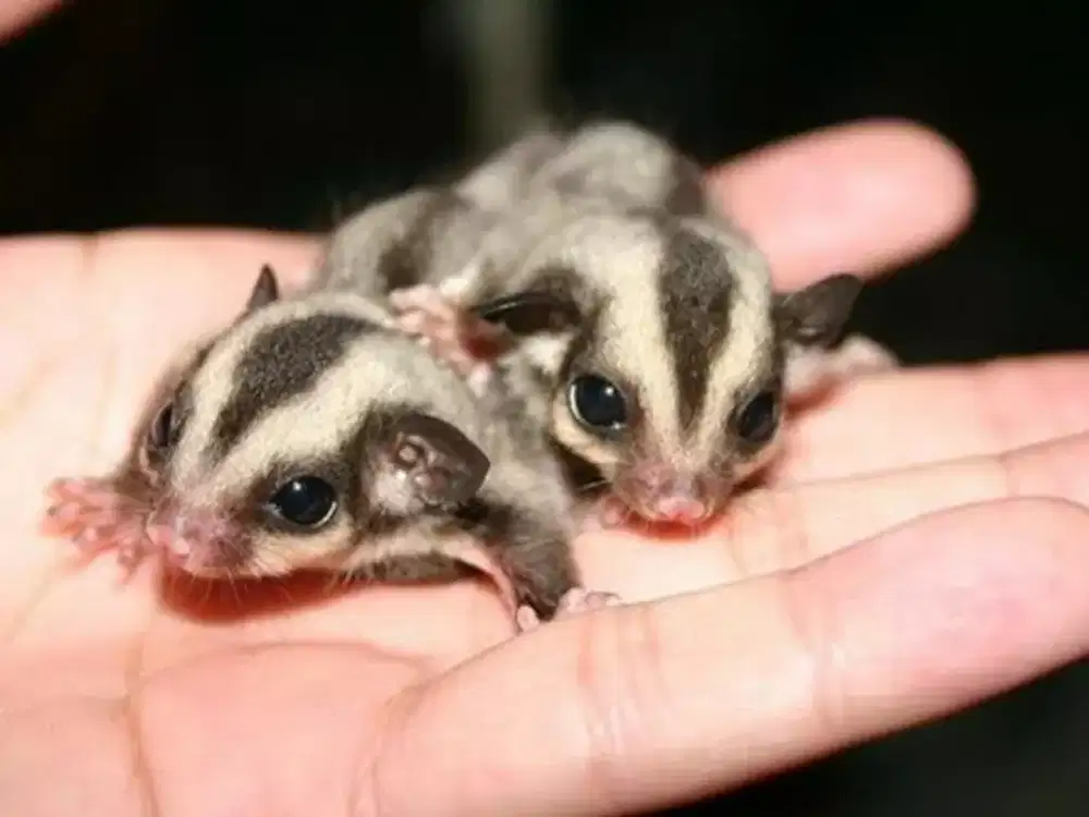 Di jual sugar glider classic gray jinak