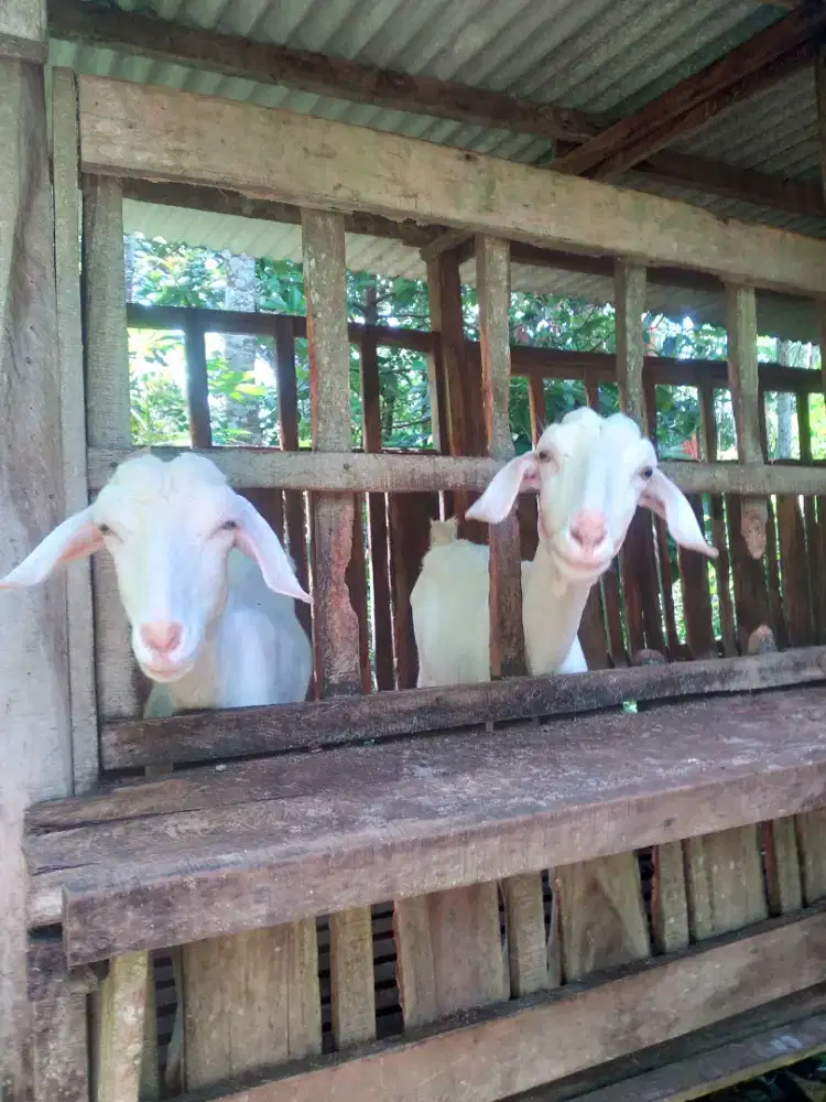 kambing sapera betina