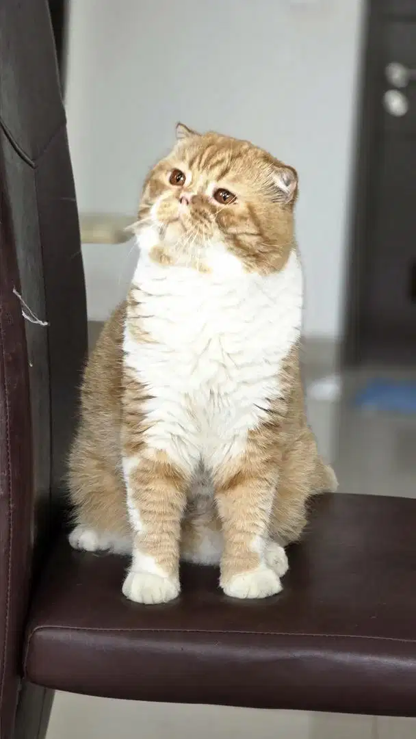 Scottish Fold jantan big bone non ped
