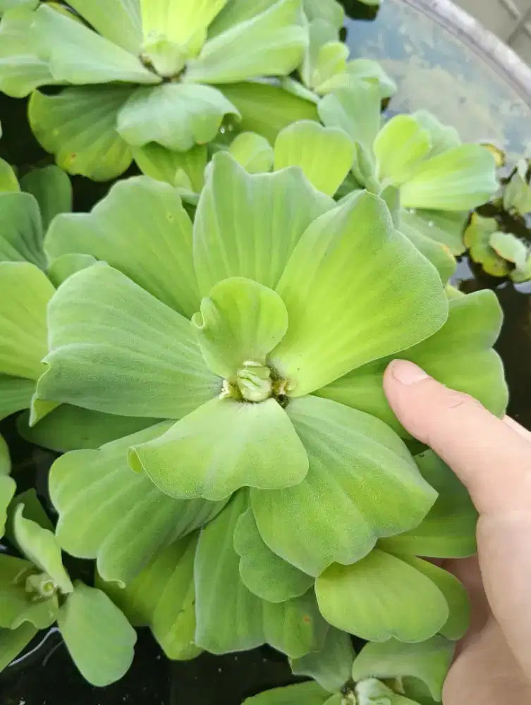 Tanaman Air Apu-apu/Kapu-kapu/Kayu Apung