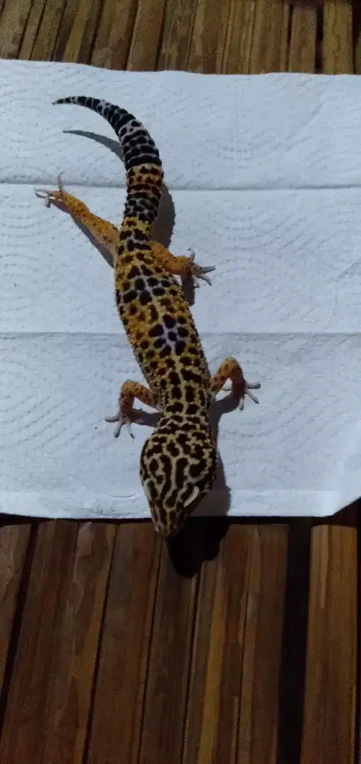 Jual reptil leopard gecko