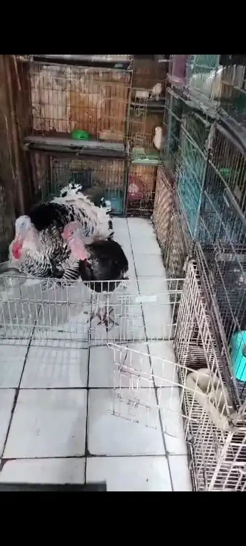 ayam kalkun dewasa