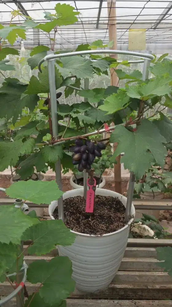 Tabulampot Anggur Berbuah