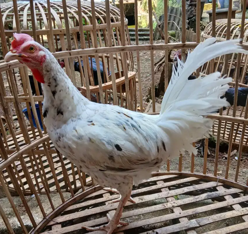 Ayam bekisar muda blorok