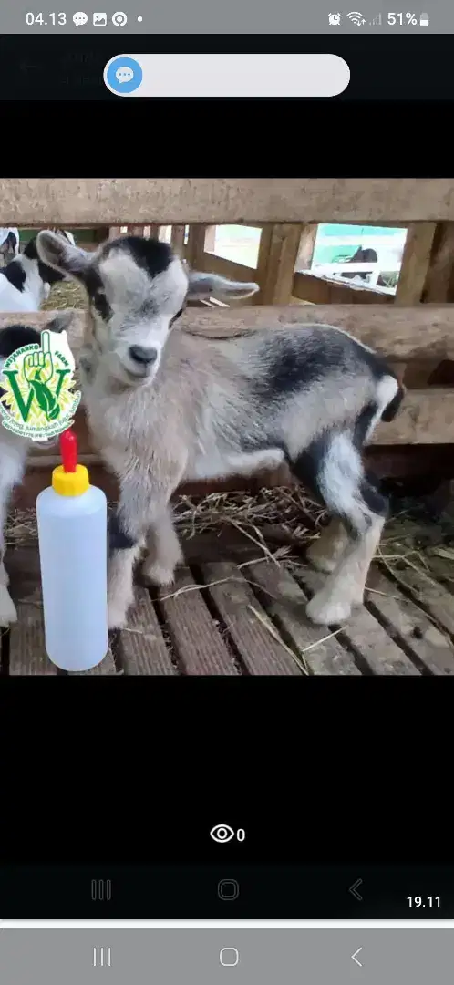 Pygmi goat fullblood