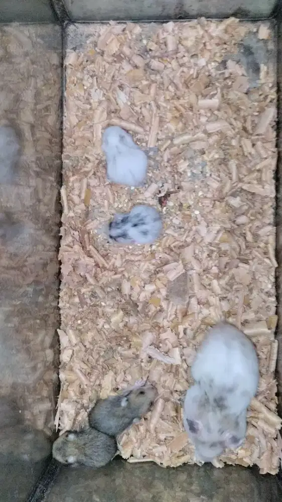 Hamster syrian premium