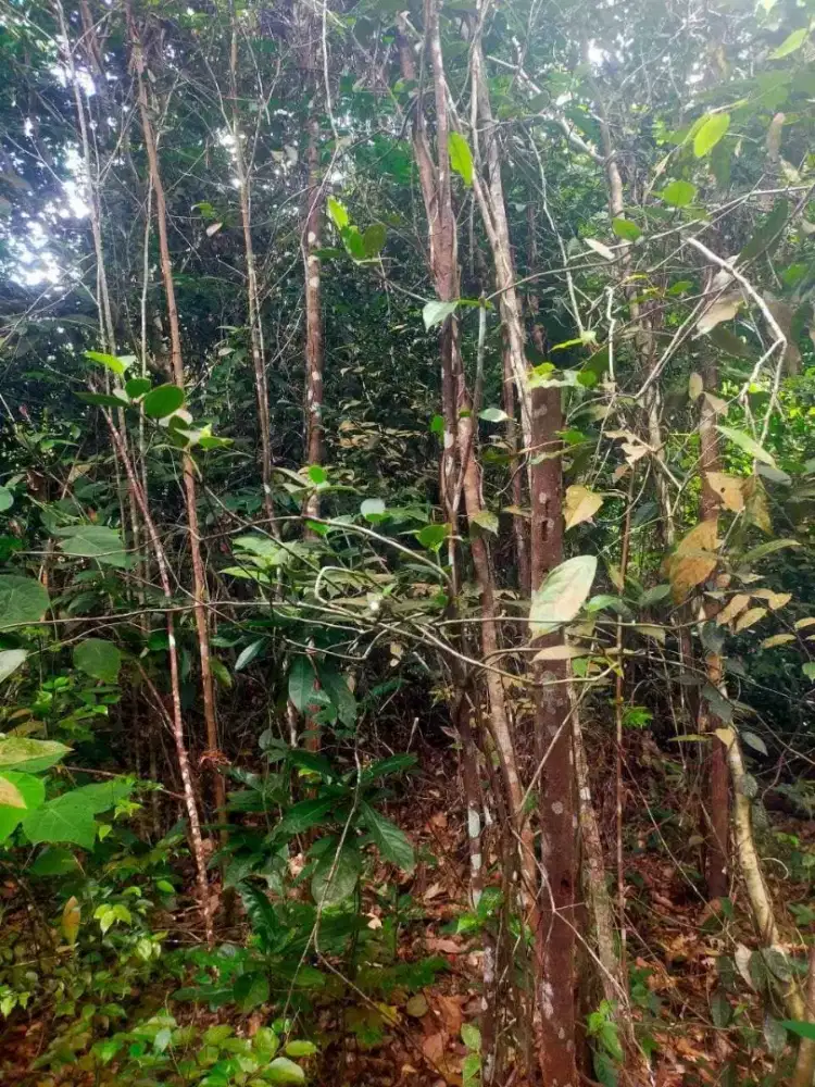 Merawan Pohon Dongkelan Tinggi 3 - 4 Meter