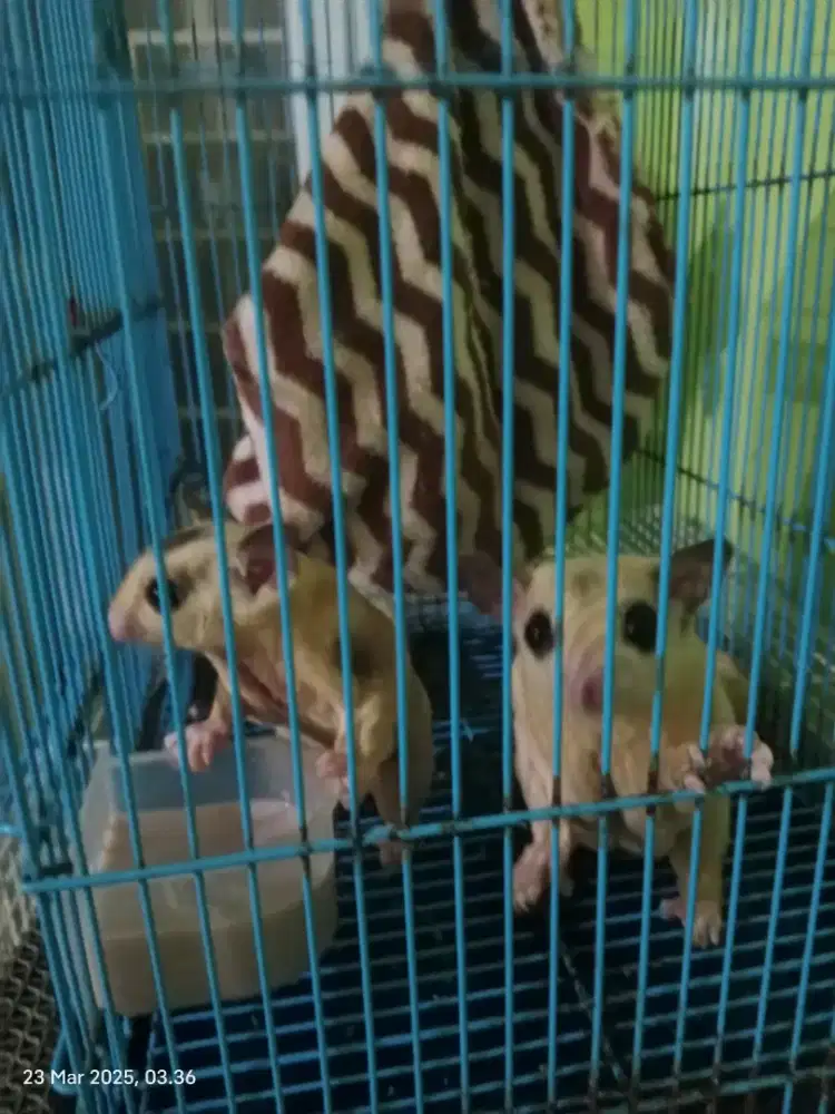 Lepas adop SugarGlider