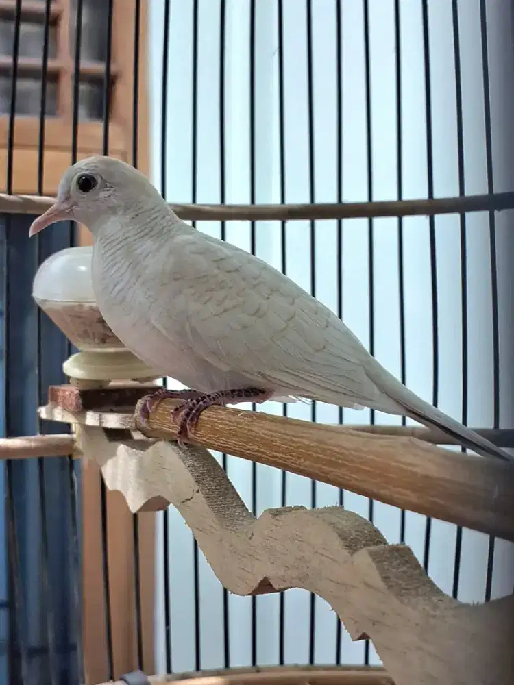 Perkutut Putih Lurik MATA MERAH Suara Kristal Irama