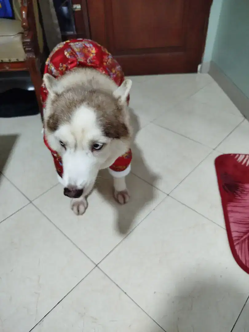 Semi adopt husky betina warna copper