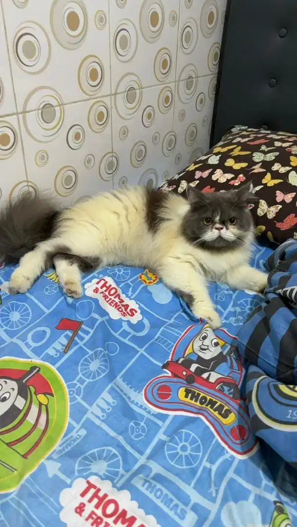 Lepas Adopt Kucing Peaknose