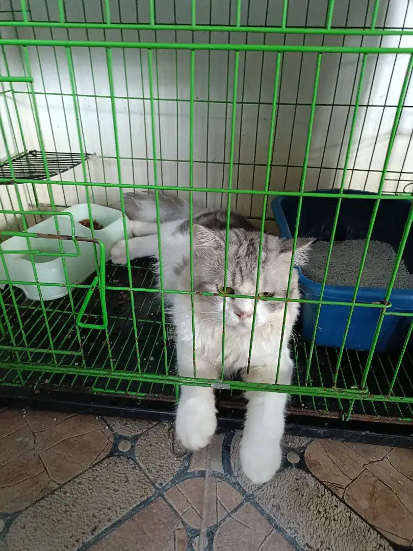 Kucing Persia Open Adopsi