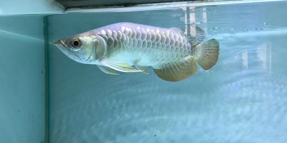 Ikan Arwana/Arowana Golden Red Uniqe