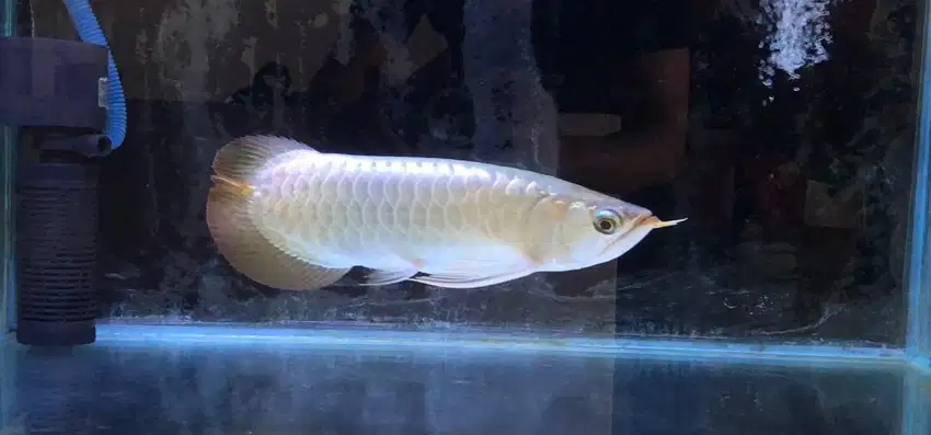 Ikan Arwana Super Red Uniqe