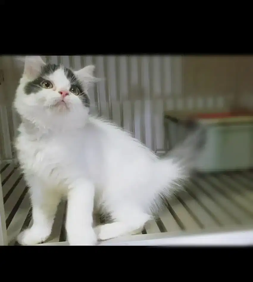 Kucing Persia jantan
