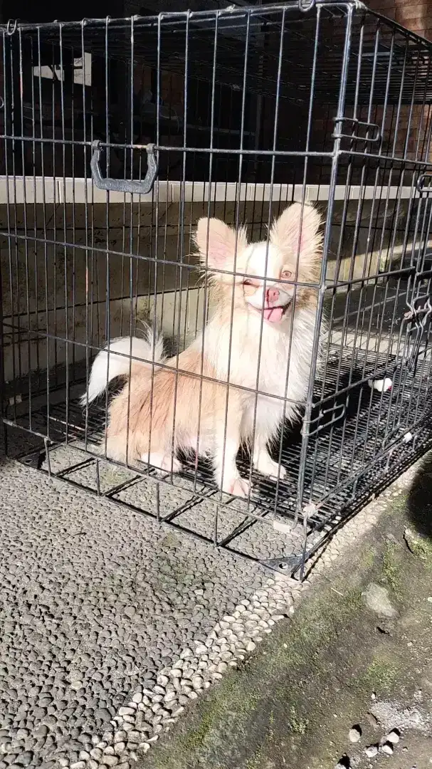 Minipom jantan 6 bln