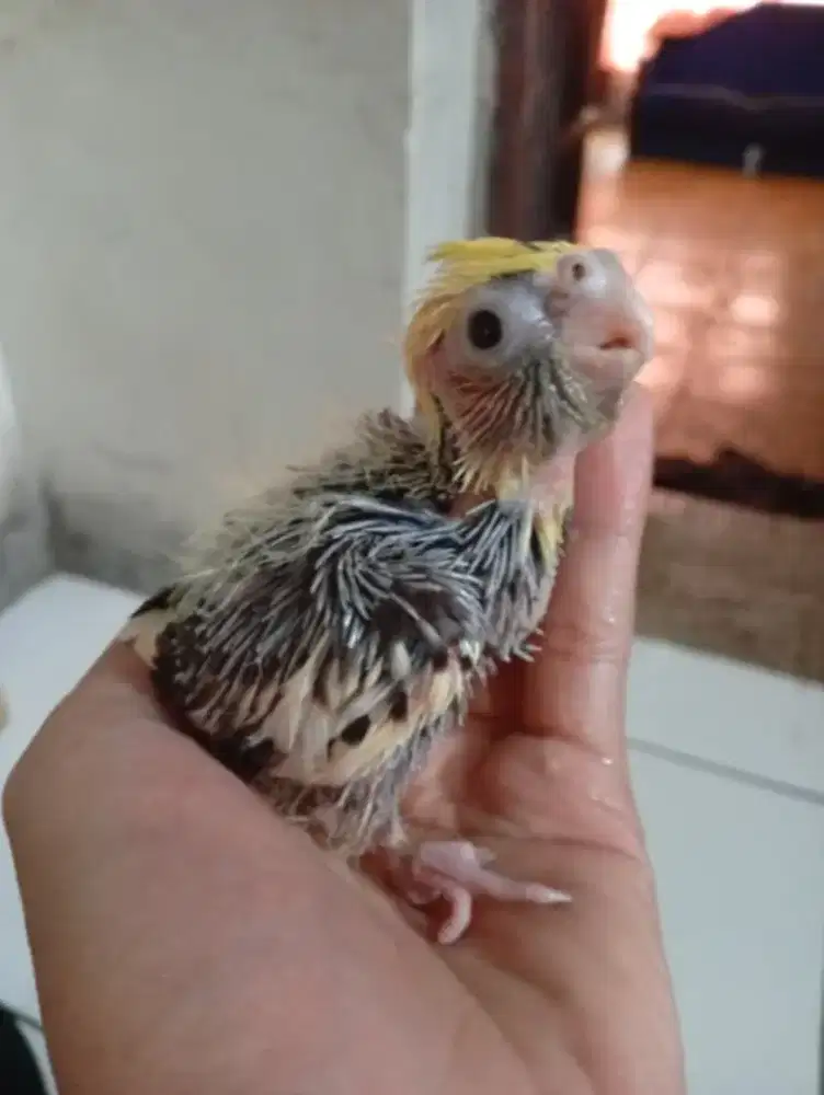 Jual lolohan burung falk parkit Australia