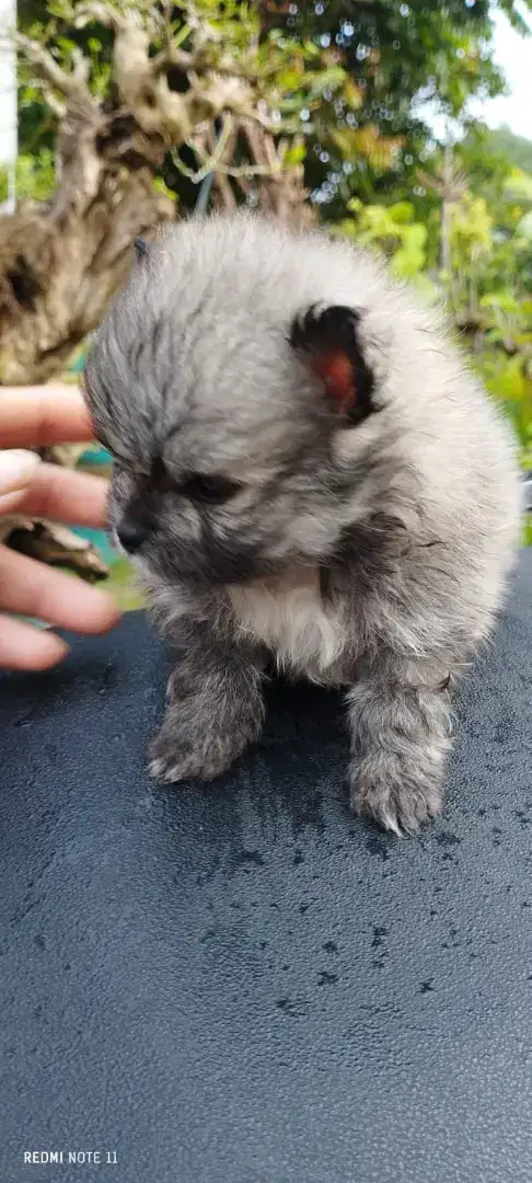 Minipom tiny cakep
