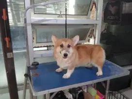 Jual cepat corgi anak champion
