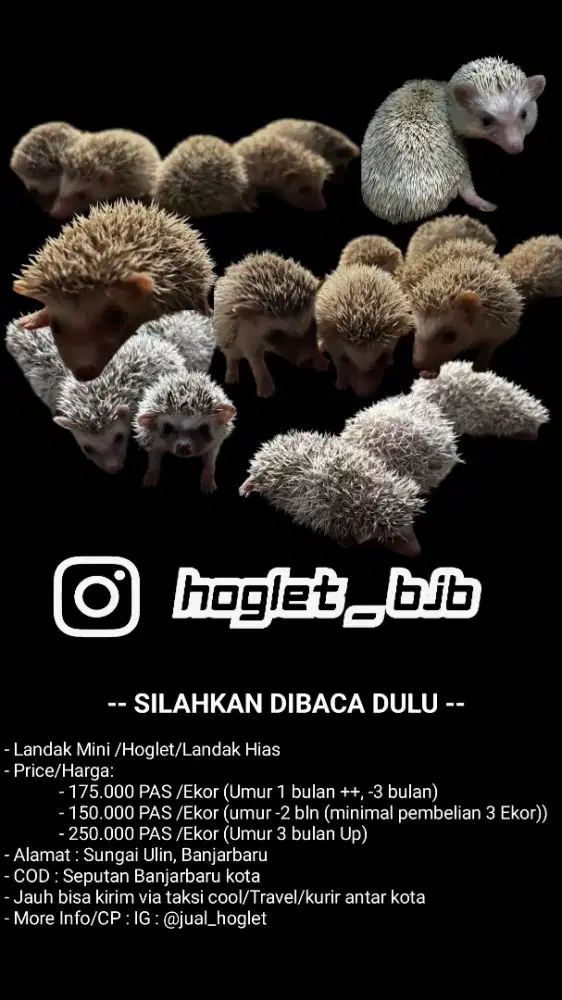 Landak mini/hoglet/landak hias