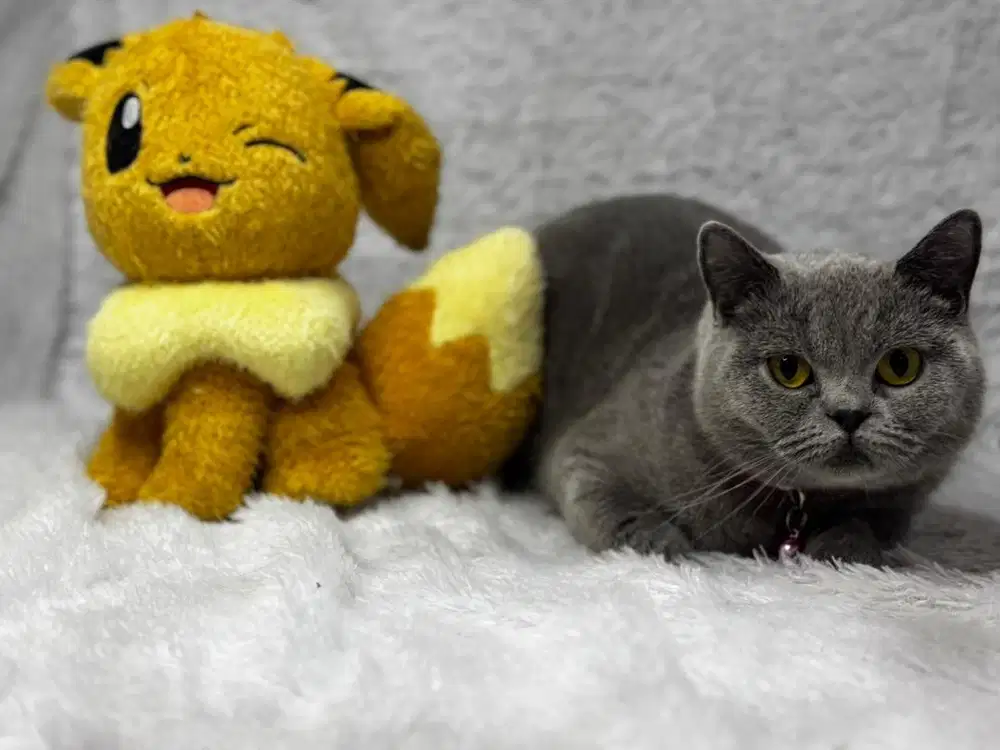 Kucing BSH Betina Blue WCF