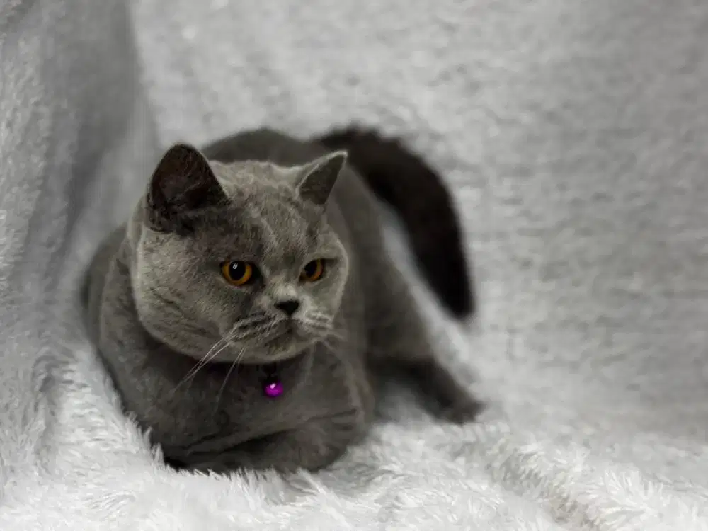 Kucing Betina Ped CFA