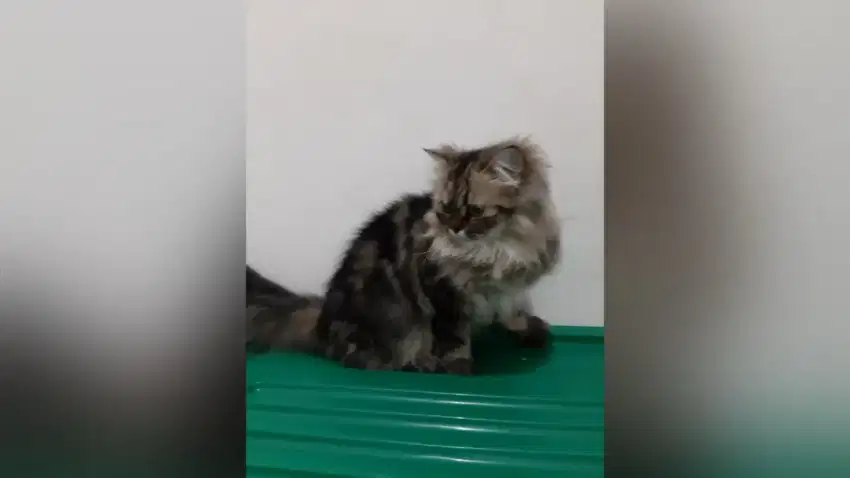 Kucing persia flatnose