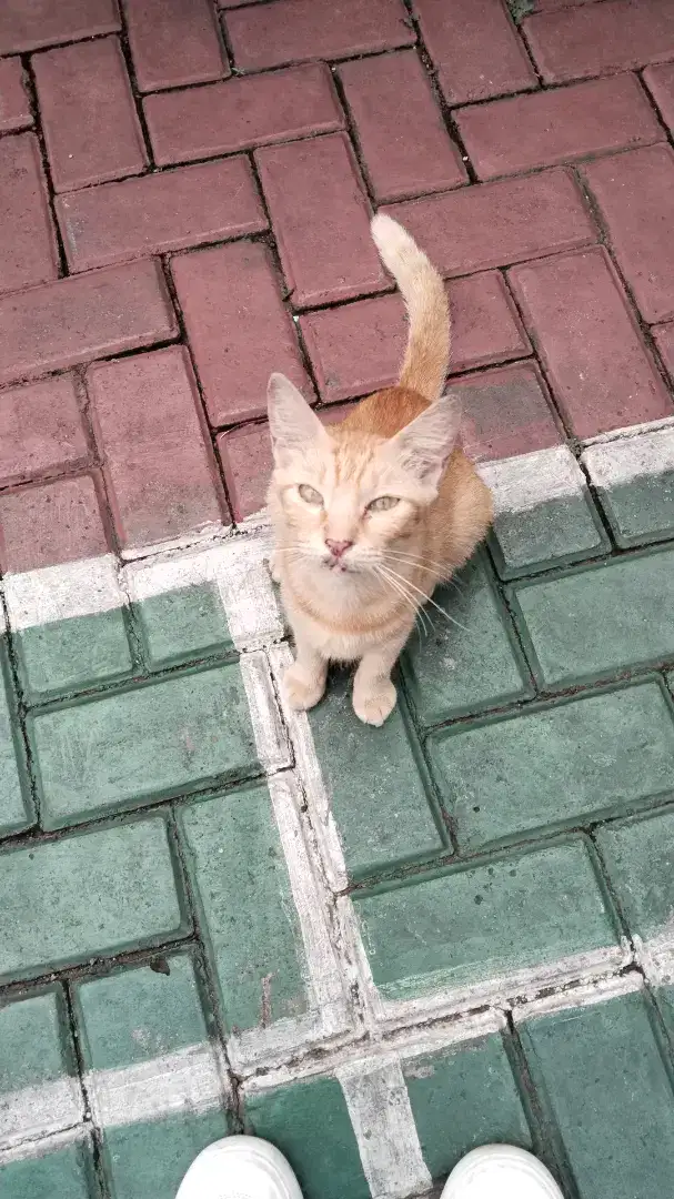 Cat sitter sekitar ciputat, pamulang, bintaro